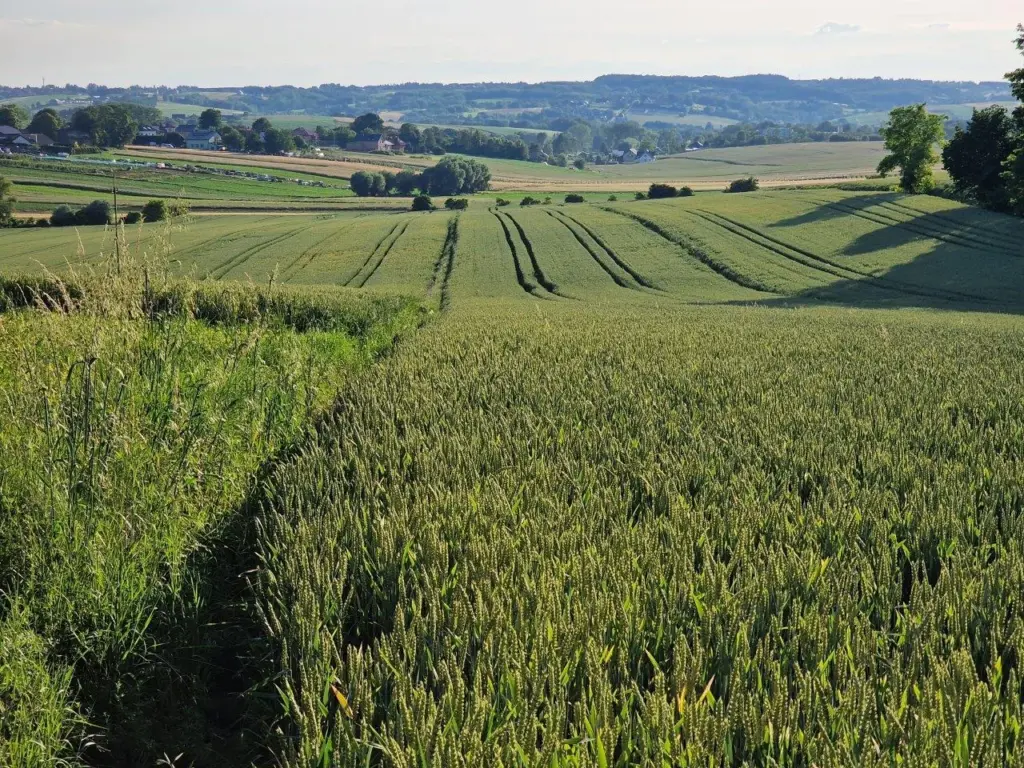 lachman nieruchomości działka na sprzedaż więcławice gm. Michałowice(6)