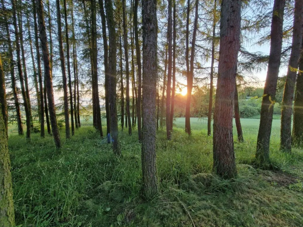 lachman nieruchomości działka na sprzedaż więcławice gm. Michałowice(6)